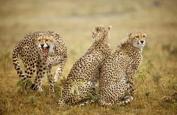 Cheetah - three, one being aggressive, Masai Mara National Reserve, Kenya JFL03278