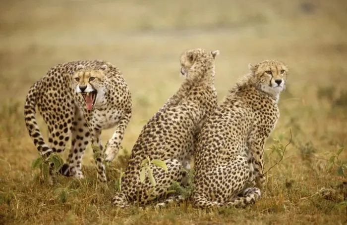 Framed Print : Cheetah - three, one being aggressive, Masai Mara National Reserve, Kenya JFL03278 Framed Print : Cheetah - three, one being aggressive, Masai Mara National Reserve, Kenya JFL03278
