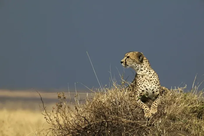 Framed Print : Cheetah TransMara, Maasai Mara, Kenya, Africa Framed Print : Cheetah TransMara, Maasai Mara, Kenya, Africa