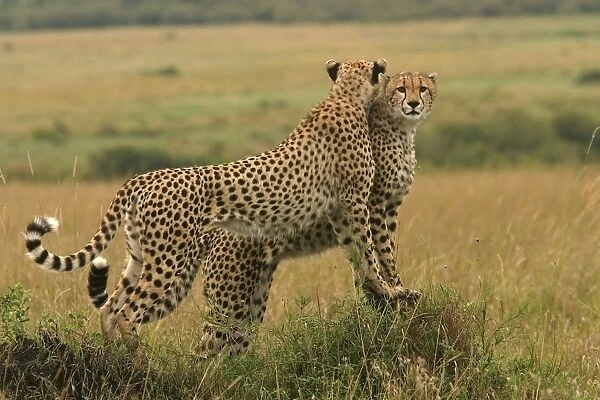 Cheetah - two. Maasai Mara - Kenya - Africa