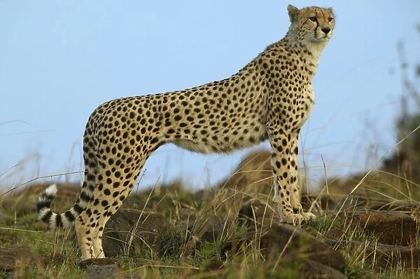 Cheetah - side view. Cheetah LA 619. Transmara, Maasai Mara, Kenya