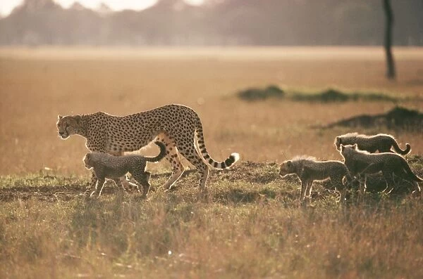 Cheetah - walking with 4 young cubs