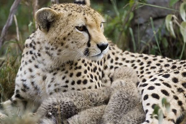 Cheetah - watchful mother with 10 day old cubs - Maasai Mara Reserve - Kenya