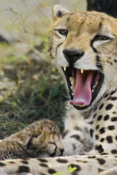 Cheetah - yawning mother with 6 day old cub - Maasai Mara Reserve - Kenya