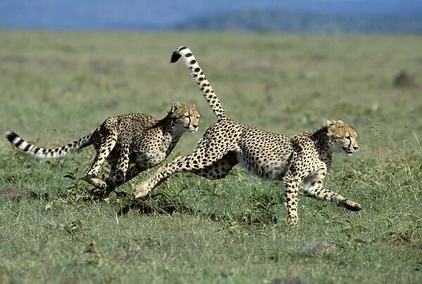 Cheetah - young playing - Masai Mara National Reserve - Kenya JFL16656