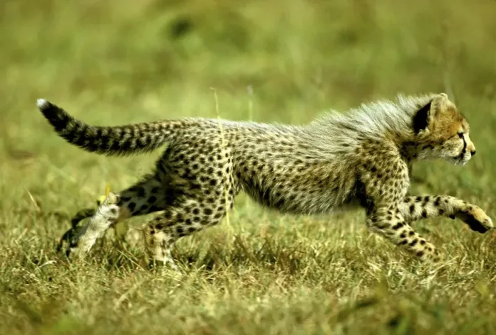 Framed Print : Cheetah - young running - Masai Mara National Reserve - Kenya JFL10065 Framed Print : Cheetah - young running - Masai Mara National Reserve - Kenya JFL10065