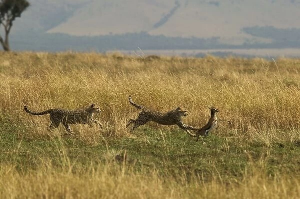 Cheetahs Two chasing prey TransMara, Maasai Mara, Kenya, Africa