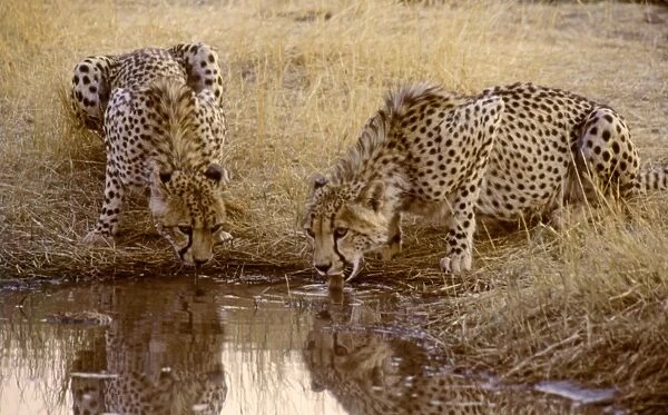 Cheetahs CRH 908 Nervously drinking at waterhole Moremi, Botswana Acinonyx jubata © Chris Harvey  /  ardea. com