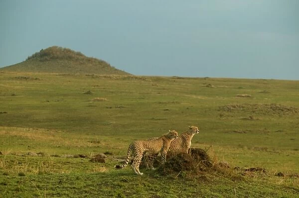 Cheetahs LA 620 Transmara, Maasai Mara, Kenya Acinonyx jubatus © J. M. Labat  /  ardea. com