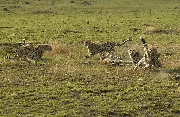 Cheetahs LA 624 Transmara, Maasai Mara, Kenya Acinonyx jubatus © J. M. Labat  /  ardea. com