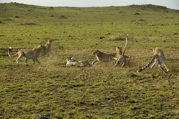 Cheetahs LA 625 Transmara, Maasai Mara, Kenya Acinonyx jubatus © J. M. Labat  /  ardea. com