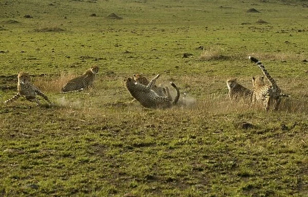 Cheetahs LA 626 Transmara, Maasai Mara, Kenya Acinonyx jubatus © J. M. Labat  /  ardea. com