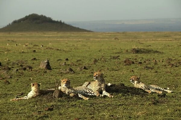 Cheetahs LA 627 Transmara, Maasai Mara, Kenya Acinonyx jubatus © J. M. Labat  /  ardea. com