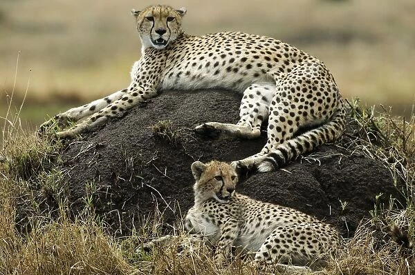 Cheetahs Lying down TransMara, Maasai Mara, Kenya, Africa