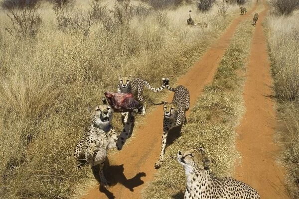 Cheetahs (rescued from traps on livestock farms) grabbing meat from the back of a truck at mealtime - Cheetah Conservation Fund - Namibia