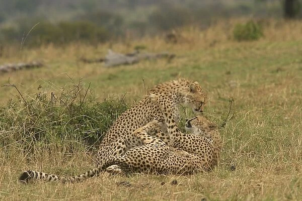 Cheetahs - Two together Transmara, Maasai Mara, Kenya, Africa