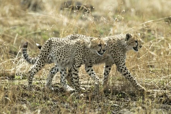 Cheetahs Two walking together TransMara, Maasai Mara, Kenya, Africa
