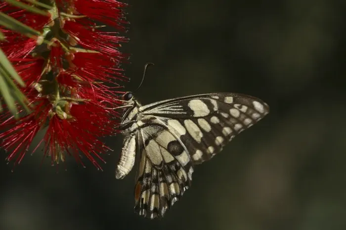 Framed Print : Chequered Swallowtail - Host plant is Emu Foot (Cullen tenax). They are fast flyers and generally stay within one metre of the ground. Known only from Australia and 1 island in Indonesia, Sumba Island Framed Print : Chequered Swallowtail - Host plant is Emu Foot (Cullen tenax). They are fast flyers and generally stay within one metre of the ground. Known only from Australia and 1 island in Indonesia, Sumba Island