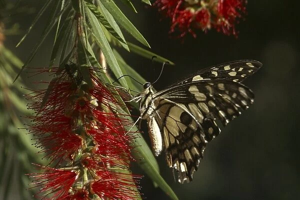Chequered Swallowtail - With proboscis extended and feeding. Host plant is Emu Foot (Cullen tenax). They are fast flyers and generally stay within one metre of the ground. Known only from Australia and 1 island in Indonesia, Sumba Island