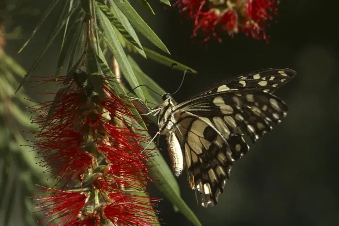 Framed Print : Chequered Swallowtail - With proboscis extended and feeding. Host plant is Emu Foot (Cullen tenax). They are fast flyers and generally stay within one metre of the ground. Known only from Australia and 1 island in Indonesia, Sumba Island Framed Print : Chequered Swallowtail - With proboscis extended and feeding. Host plant is Emu Foot (Cullen tenax). They are fast flyers and generally stay within one metre of the ground. Known only from Australia and 1 island in Indonesia, Sumba Island