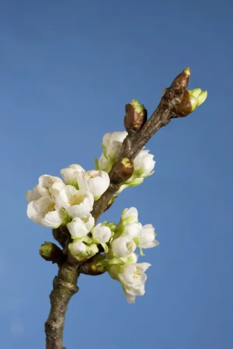 Framed Print : Cherry blossom on branch Framed Print : Cherry blossom on branch