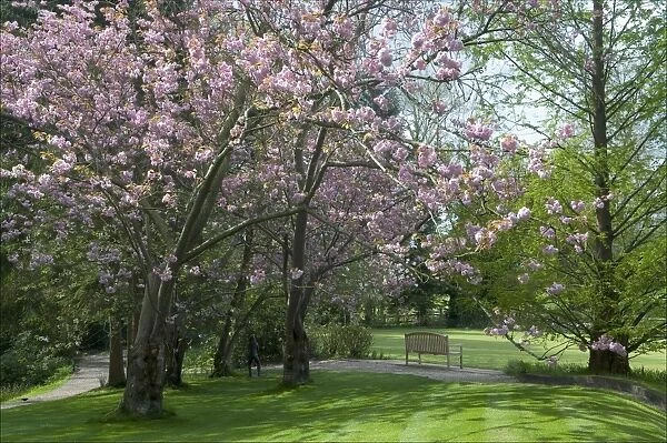 Cherry blossom in Pashley Manor Gardens. East Sussex. UK. June
