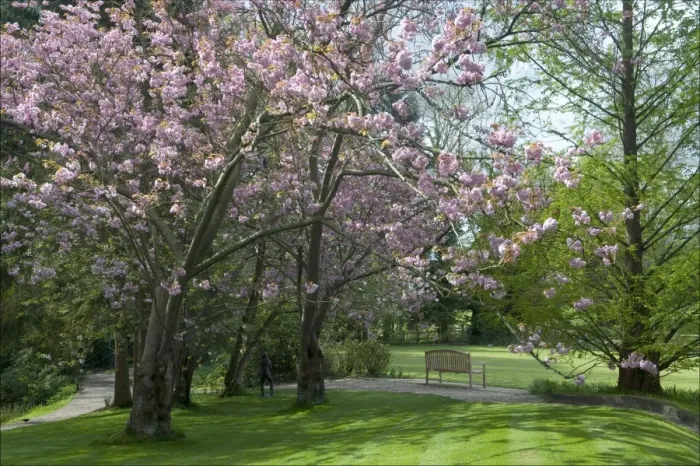 Framed Print : Cherry blossom in Pashley Manor Gardens. East Sussex. UK. June Framed Print : Cherry blossom in Pashley Manor Gardens. East Sussex. UK. June