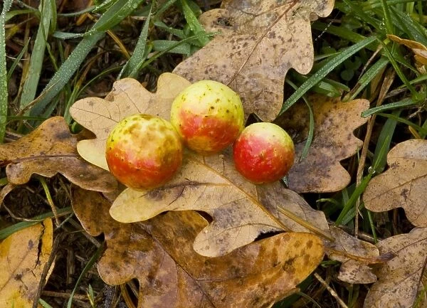 Cherry galls caused by a gall wasp Cynips quercusifolii on oak leaf; autumn. Romania