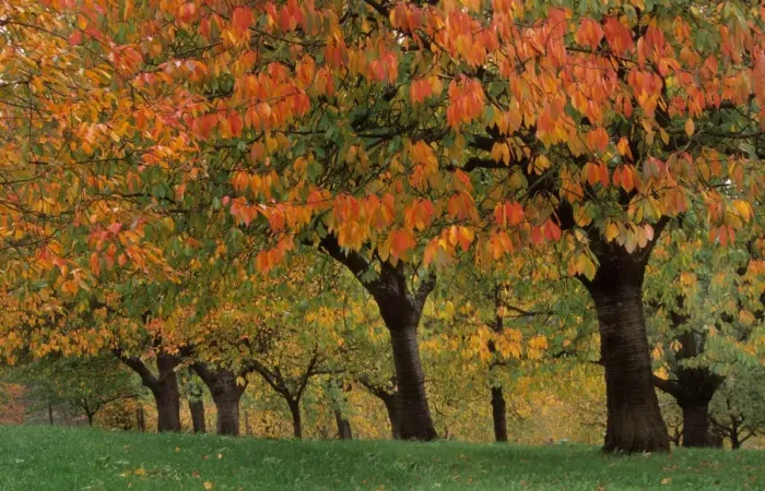 Framed Print : Cherry orchard - autumn Kassel, Germany Framed Print : Cherry orchard - autumn Kassel, Germany