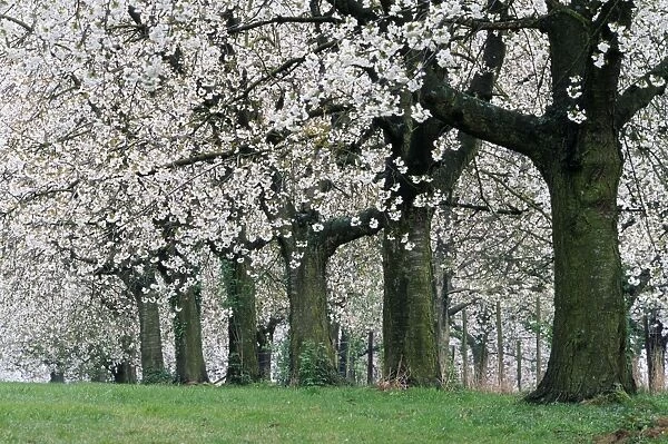 Cherry Orchard Blossom ME 718 © Johan De Meester  /  ARDEA LONDON