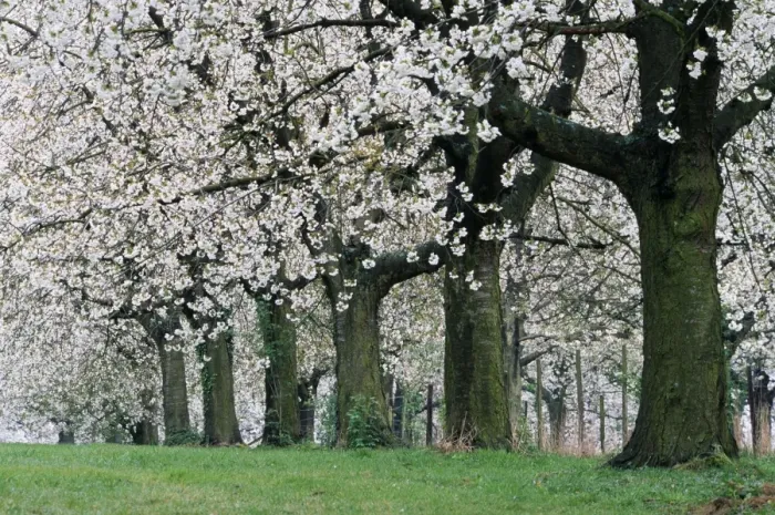 Framed Print : Cherry Orchard Blossom ME 718 © Johan De Meester / ARDEA LONDON Framed Print : Cherry Orchard Blossom ME 718 © Johan De Meester / ARDEA LONDON