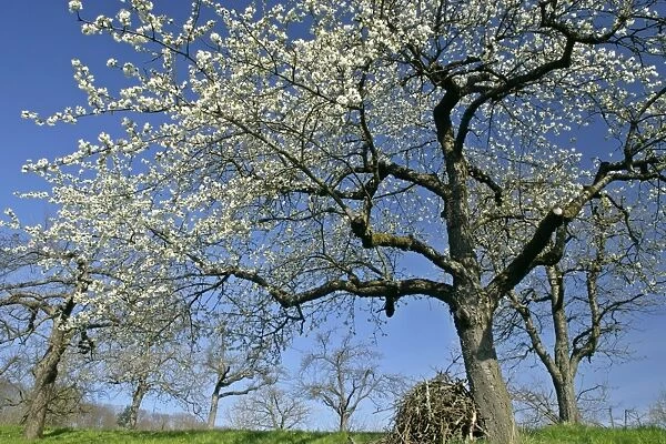 Cherry tree in full bloom in early spring Baden-Wuerttemberg, Germany
