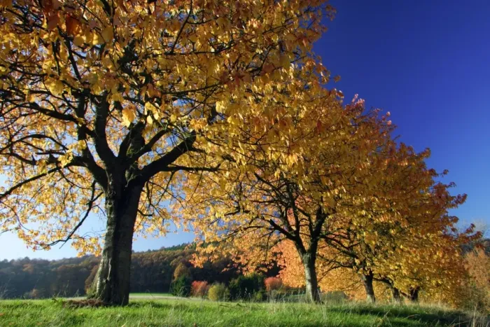 Framed Print : Cherry Trees - In autumn colour Lower Saxony, Germany Framed Print : Cherry Trees - In autumn colour Lower Saxony, Germany