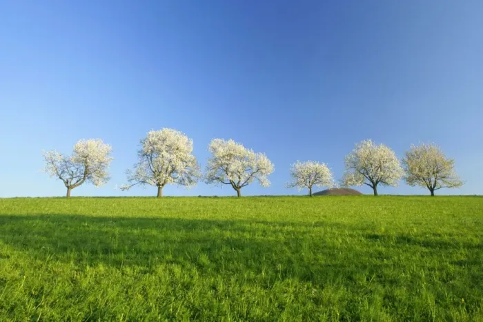 Framed Print : Cherry trees Six flowering cherry trees in a row against blue sky in early spring Baden-Wuerttemberg, Germany Framed Print : Cherry trees Six flowering cherry trees in a row against blue sky in early spring Baden-Wuerttemberg, Germany