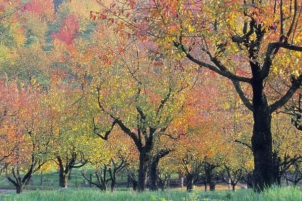 Cherry Trees - orchard trees in autumn colour, Lower Saxony, Germany