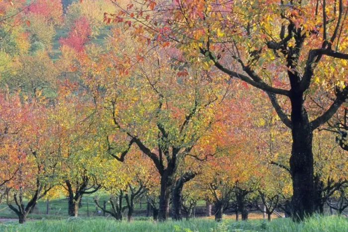 Framed Print : Cherry Trees - orchard trees in autumn colour, Lower Saxony, Germany Framed Print : Cherry Trees - orchard trees in autumn colour, Lower Saxony, Germany