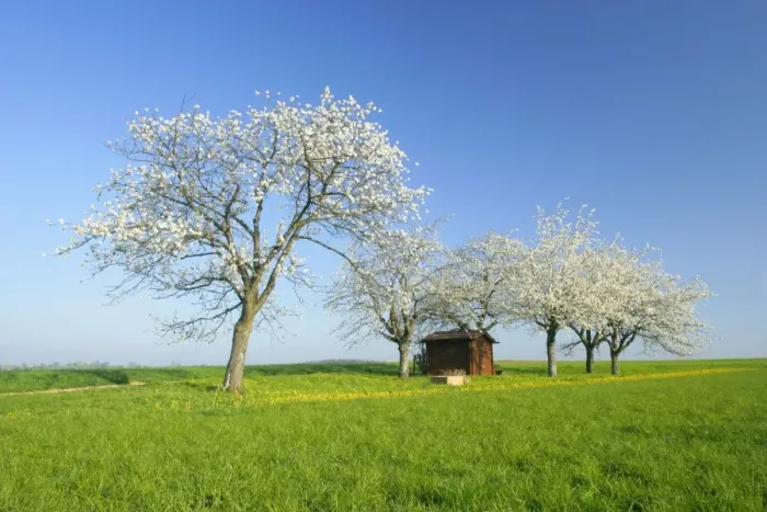 Framed Print : Cherry trees small cabin on a meadow with flowering cherry trees and dandelions in spring Baden-Wuerttemberg, Germany Framed Print : Cherry trees small cabin on a meadow with flowering cherry trees and dandelions in spring Baden-Wuerttemberg, Germany