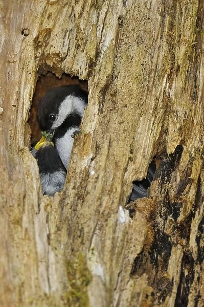 Chestnut-backed Chickadee - at nest cavity feeding young - in old snag in old growth forest in Olympic National Park rain forest - WA - USA - June _C3B4275