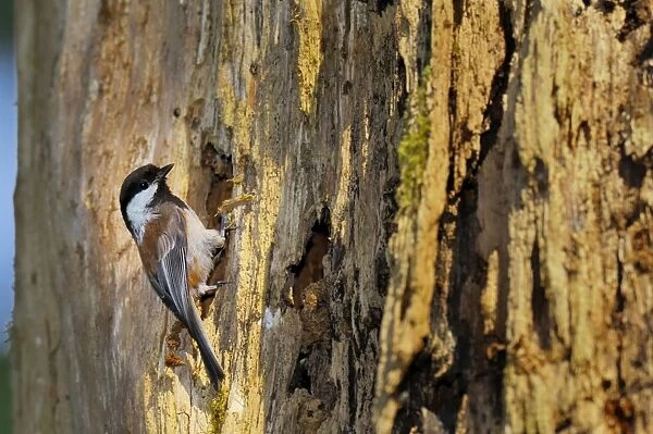 Chestnut-backed Chickadee - at nest cavity in old snag in old growth forest in Olympic National Park rain forest - WA - USA - June _C3B3123