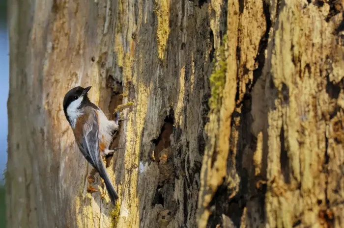 Framed Print : Chestnut-backed Chickadee - at nest cavity in old snag in old growth forest in Olympic National Park rain forest - WA - USA - June _C3B3123 Framed Print : Chestnut-backed Chickadee - at nest cavity in old snag in old growth forest in Olympic National Park rain forest - WA - USA - June _C3B3123