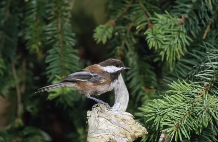 Framed Print : Chestnut-backed Chickadee Saltspring Island British Columbia Canada Framed Print : Chestnut-backed Chickadee Saltspring Island British Columbia Canada
