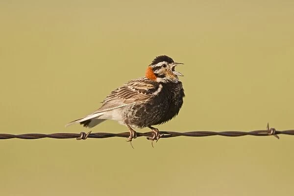 Chestnut-collared Longspur - adult male calling from barbed wire fence - July in Wyoming - USA