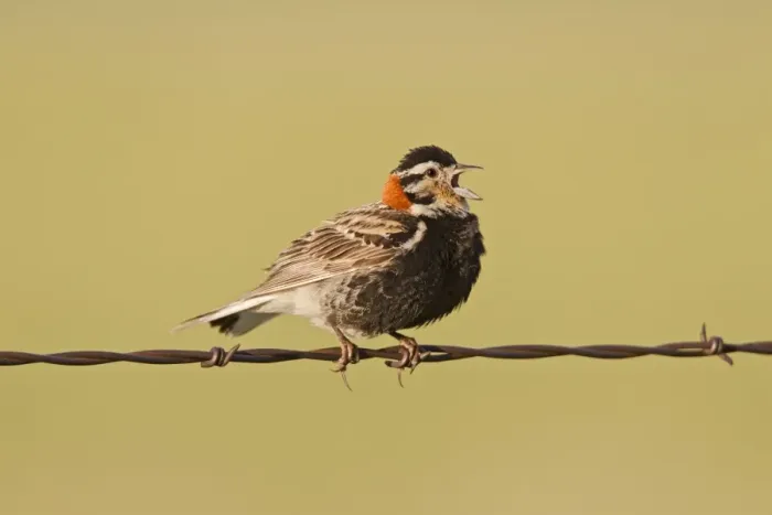 Framed Print : Chestnut-collared Longspur - adult male calling from barbed wire fence - July in Wyoming - USA Framed Print : Chestnut-collared Longspur - adult male calling from barbed wire fence - July in Wyoming - USA