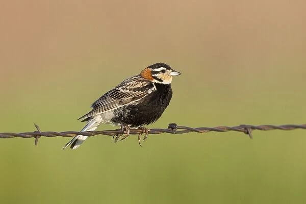 Chestnut-collared Longspur - adult male perched on barbed wire fence - July in Wyoming - USA