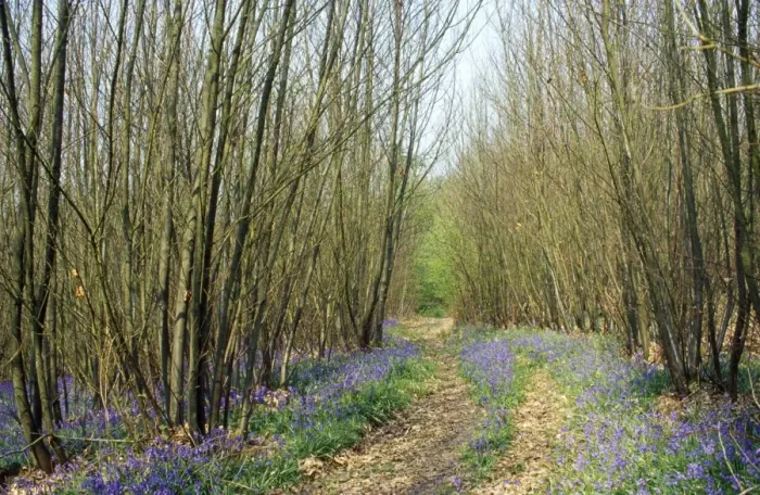 Framed Print : Chestnut Coppice - with bluebells, showing a woodland ride Framed Print : Chestnut Coppice - with bluebells, showing a woodland ride
