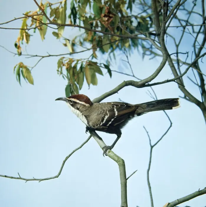 Framed Print : Chestnut-crowned Babbler Framed Print : Chestnut-crowned Babbler