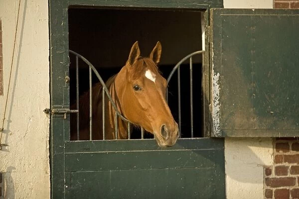 Chestnut Horse - looking over stable door. Training Center of Chantilly - France
