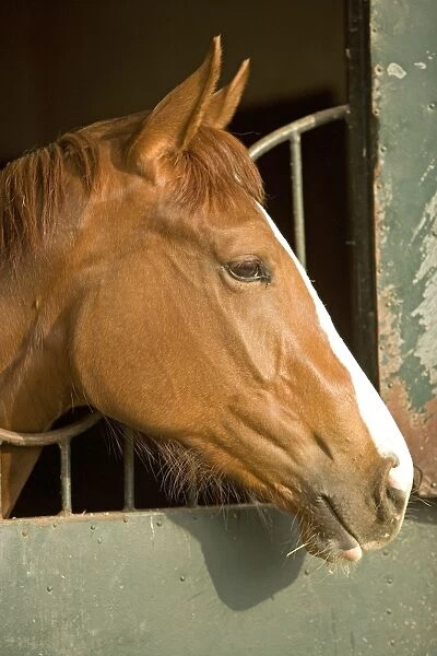 Chestnut Horse - looking over stable door. Training Center of Chantilly - France