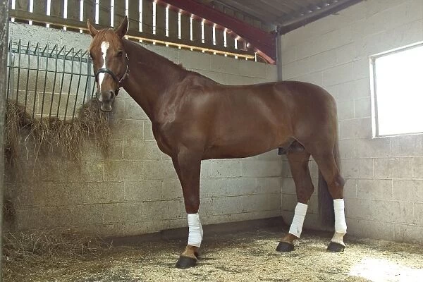 Chestnut horse in stable