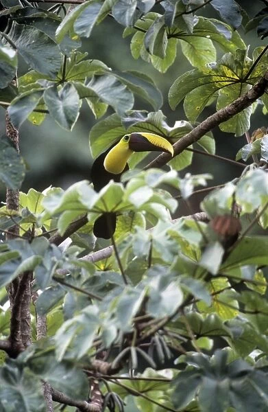 Chestnut-mandibiled Toucan - Costa Rica